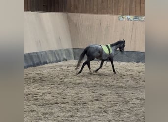 Plus de pur-sang, Jument, 4 Ans, 158 cm, Rouan bleu