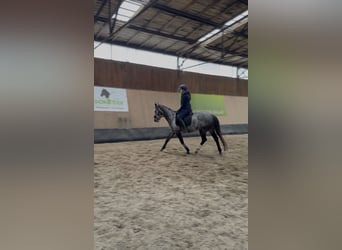 Plus de pur-sang, Jument, 4 Ans, 158 cm, Rouan bleu