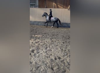 Plus de pur-sang, Jument, 4 Ans, 158 cm, Rouan bleu