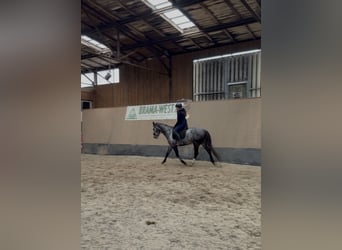 Plus de pur-sang, Jument, 4 Ans, 158 cm, Rouan bleu