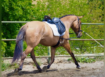 Plus de pur-sang, Jument, 4 Ans, 164 cm, Buckskin