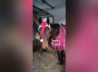 Plus de pur-sang, Jument, 5 Ans, 143 cm, Bai brun