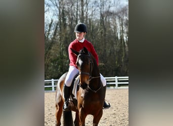 Plus de pur-sang Croisé, Jument, 5 Ans, 143 cm, Bai cerise