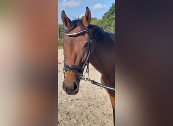 Plus de pur-sang, Jument, 5 Ans, 158 cm, Bai