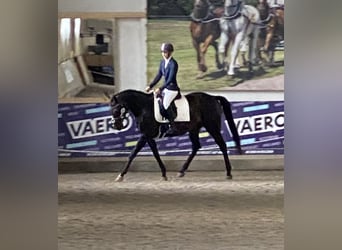 Plus de pur-sang, Jument, 6 Ans, 162 cm, Bai