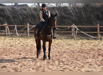 Plus de pur-sang, Jument, 6 Ans, 162 cm