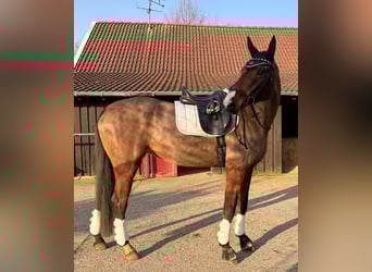 Plus de pur-sang, Jument, 6 Ans, 165 cm, Bai