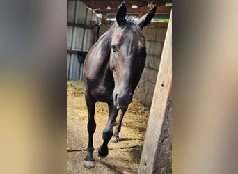 Plus de pur-sang Croisé, Jument, 7 Ans, 153 cm, Bai brun foncé