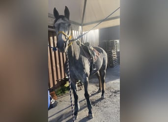 Plus de pur-sang, Jument, 8 Ans, 160 cm, Gris
