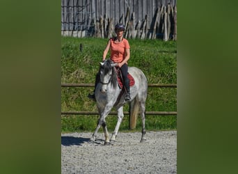 Plus de pur-sang, Jument, 9 Ans, 160 cm, Gris