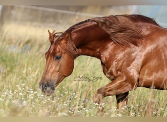 American Quarter Horse, Hengst, 7 Jahre, 155 cm, Fuchs