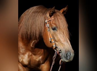 American Quarter Horse, Hengst, 6 Jaar, 155 cm, Vos
