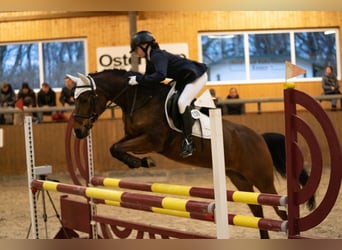 PNR, Caballo castrado, 10 años, 146 cm, Castaño