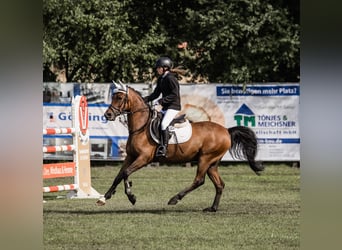 PNR, Caballo castrado, 10 años, 146 cm, Castaño