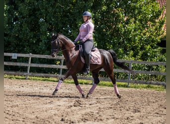 PNR, Caballo castrado, 10 años, 148 cm, Negro