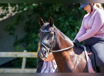 PNR, Caballo castrado, 10 años, 148 cm, Negro