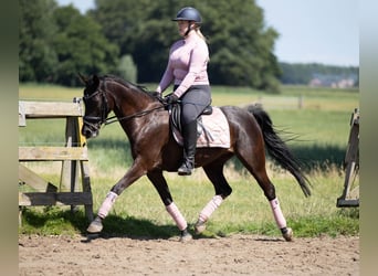 PNR, Caballo castrado, 10 años, 148 cm, Negro