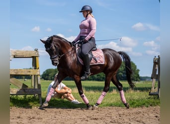 PNR, Caballo castrado, 10 años, 148 cm, Negro