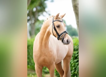 PNR, Caballo castrado, 10 años, 148 cm, Palomino