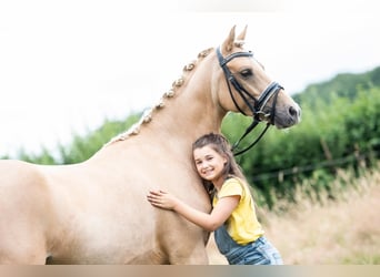 PNR, Caballo castrado, 10 años, 148 cm, Palomino