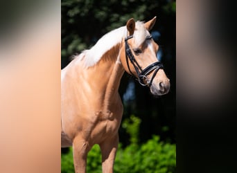 PNR, Caballo castrado, 10 años, 148 cm, Palomino