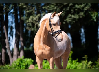 PNR, Caballo castrado, 10 años, 148 cm, Palomino