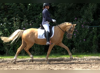 PNR, Caballo castrado, 10 años, 148 cm, Palomino