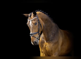 PNR, Caballo castrado, 10 años, 185 cm, Castaño