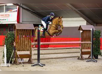 PNR, Caballo castrado, 11 años, 154 cm, Alazán