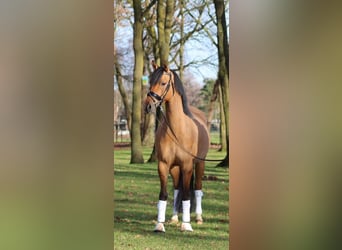 PNR, Caballo castrado, 12 años, 143 cm, Buckskin/Bayo