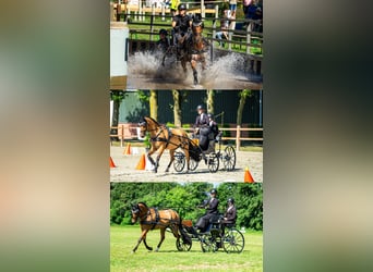 PNR, Caballo castrado, 12 años, 143 cm, Buckskin/Bayo