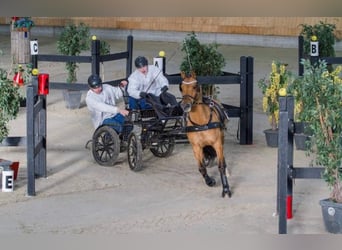 PNR, Caballo castrado, 12 años, 143 cm, Buckskin/Bayo