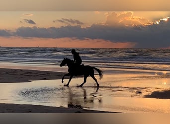 PNR Mestizo, Caballo castrado, 12 años, 148 cm, Castaño