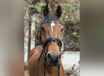 PNR, Caballo castrado, 12 años, 148 cm, Castaño