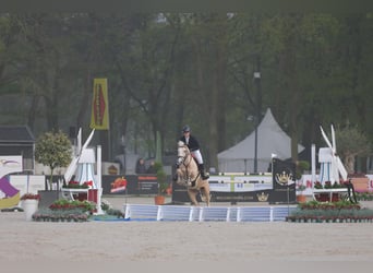 PNR, Caballo castrado, 12 años, 148 cm, Palomino