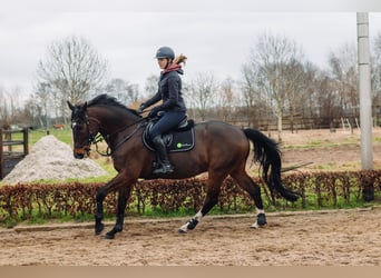 PNR, Caballo castrado, 12 años, 168 cm, Morcillo