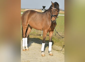 PNR, Caballo castrado, 13 años, 144 cm, Castaño