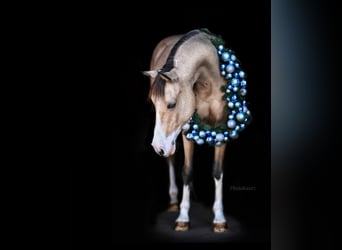 PNR, Caballo castrado, 14 años, 142 cm, Bayo