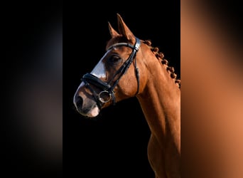 PNR Mestizo, Caballo castrado, 14 años, 157 cm, Alazán