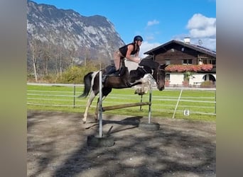 PNR, Caballo castrado, 14 años, 160 cm, Pío