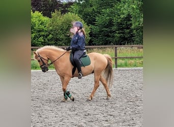 PNR Mestizo, Caballo castrado, 15 años, 144 cm, Palomino