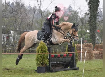 PNR Mestizo, Caballo castrado, 15 años, 144 cm, Palomino