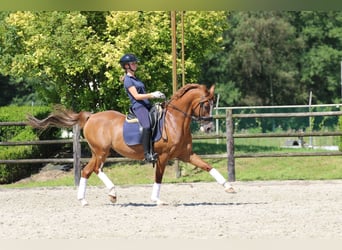 PNR, Caballo castrado, 15 años, 149 cm, Alazán