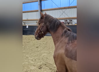 PNR, Caballo castrado, 16 años, 146 cm, Alazán-tostado