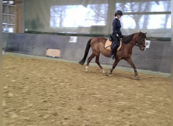 PNR, Caballo castrado, 16 años, 146 cm, Alazán-tostado