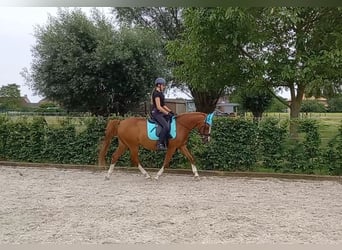 PNR, Caballo castrado, 17 años, 148 cm, Alazán