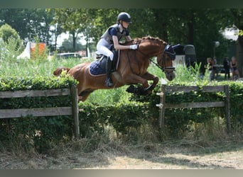 PNR, Caballo castrado, 18 años, 148 cm, Alazán rojizo