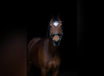 PNR, Caballo castrado, 18 años, 148 cm, Castaño