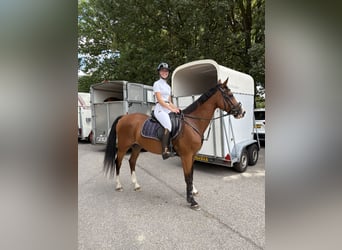 PNR Mestizo, Caballo castrado, 18 años, 153 cm, Castaño