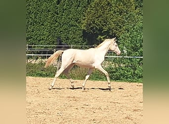 PNR, Caballo castrado, 1 año, 139 cm, Perlino